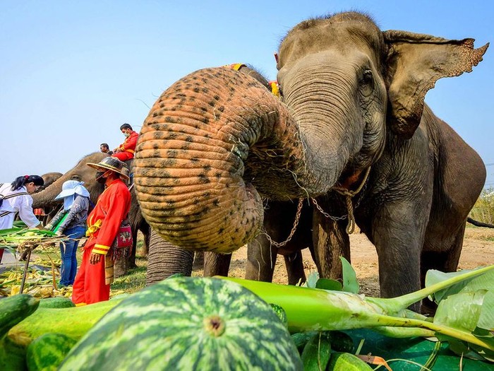 Thailand Resmikan 3 Tempat Khusus Pelatihan Gajah Liar